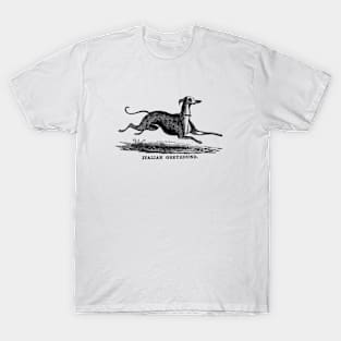 Italian greyhound T-Shirt